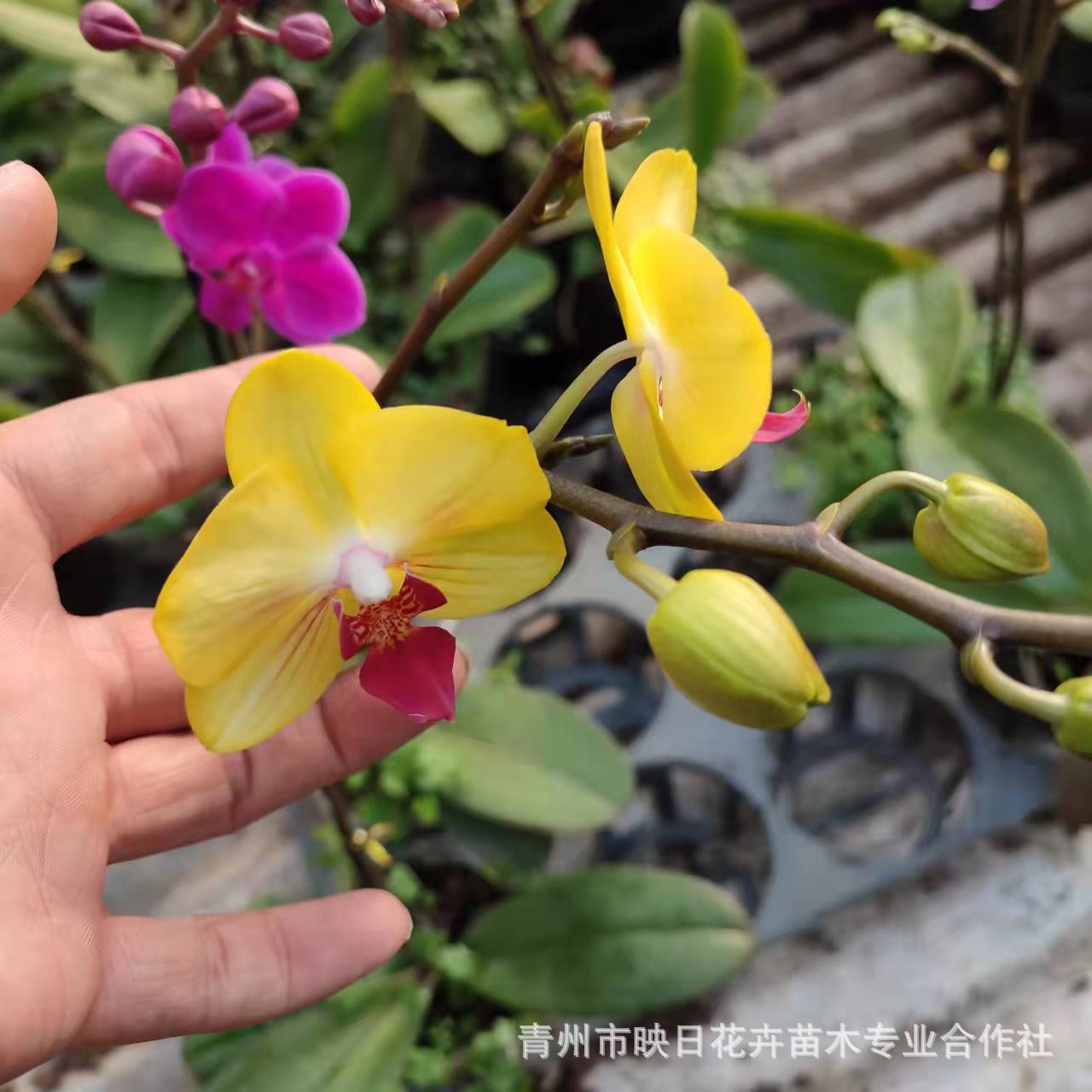 06530ce21c55058375889190bc64a6