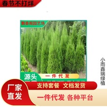 一件代发四季常青绿化苗木蜀桧蜀侩苗蜀桧树苗刺松侩柏塔柏川柏北