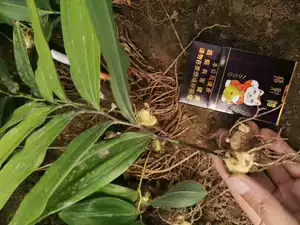 Поставки оптовые китайские травяные семена семена Huang jingzai Seedings, традиционные китайские лекарственные материалы посадки базы прямые волосы