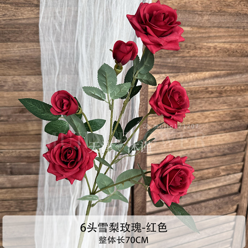 시드니 장미 6송이