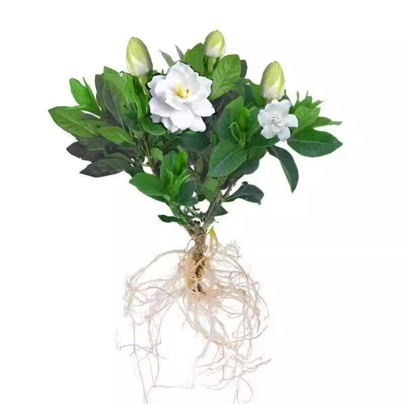 치자나무 모종 1개 - 새싹 없음