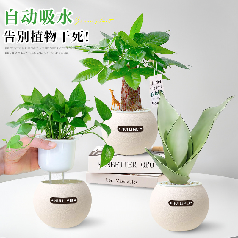 绿植室内小盆栽发财树绿萝高级感客厅水培植物懒人适合冬天养的花