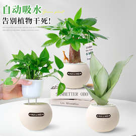 绿植室内小盆栽发财树绿萝高级感客厅水培植物懒人适合冬天养的花