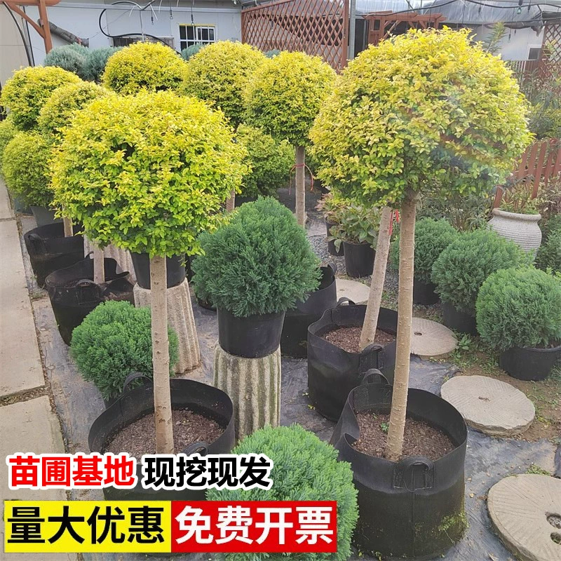Яркий лизунчик Лигуструм Цветочная бордюрная растение Сычуань и Юньнань Восковое дерево Синий ледяной кипарис Лимонный свет Ярко-золотой Лигуструм Вечнозеленый Все сезоны