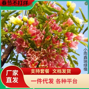 һ�����l�Ĺڻ�������������Ի���Ԫ������辰ͥԺ���F���绨��