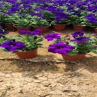 Qingzhou Base Wholesale Petunia Flower Petunia Bright Color Seedlings Petunia Flower Seedlings Morning Glory