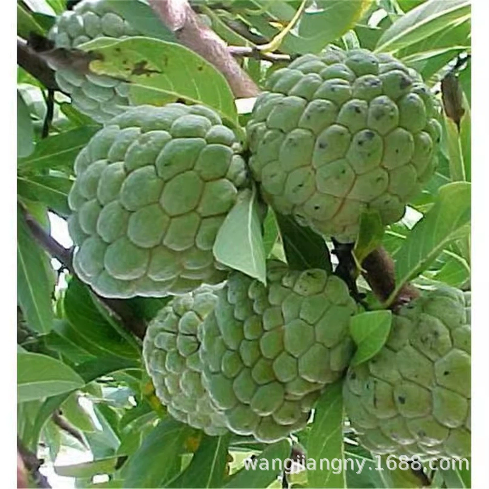 Красная кожура Красное мясо Сакьяма Фруктовая рассада Прививка дерева Тайвань Ананас Сакьяма Фруктовая рассада Сад Фруктовое дерево Фруктовая рассада Рассада аноны