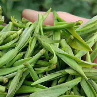 �F����Ⱥ�w�Në�^�N  �󍏷N���l�N���~�������G�����㽭������