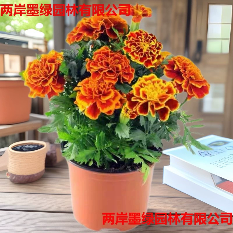 Семена цветов лизиантуса цветут в любое время года, горшечные комнатные люпины, маки, съедобные и легко выращиваемые.