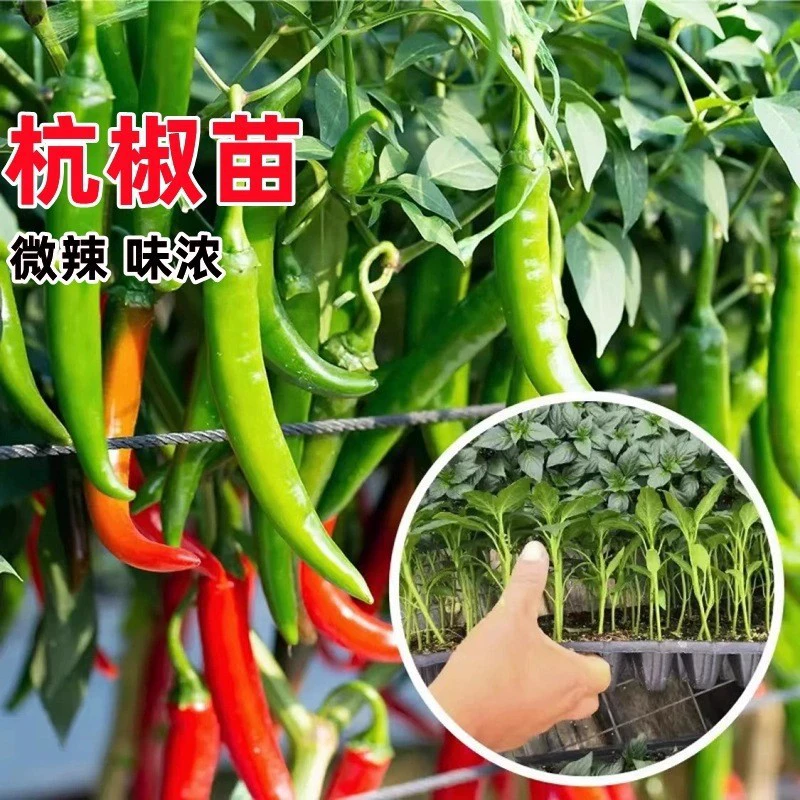 Рассада перца Ханчжоу, рассада перца Ханчжоу, рассада перца чили, рассада овощей, высокоурожайные горшечные балконные перцы, винтовые перцы, весенняя рассада овощей