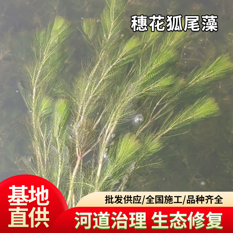 Aquatic Plants, Spireflower Fox-Tail Algae, Dwarf Bitter Algae, Eyelet Algae, Asian Bitter Algae, Black Algae, Water Purification, Garden Plants