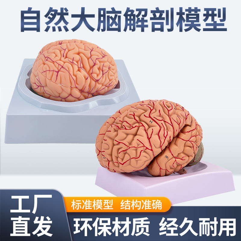 1:1���Թ��ܷ���ģ����ģ��ҽѧ ������ģ��Ƥ�����ģ��ҽѧʾ��