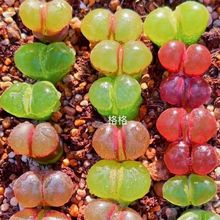 ����ֲ����ʯ�����F���Ӷ���L⏟������ӵ�ˮ�������