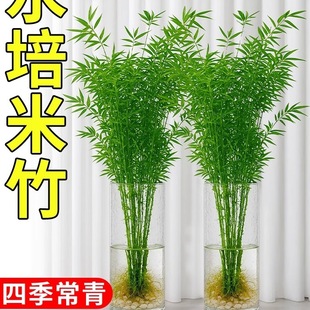 ˮ�������҃�����ֲ��ˮ���B�^�����F��������͏d���ӻ��ܾGֲ