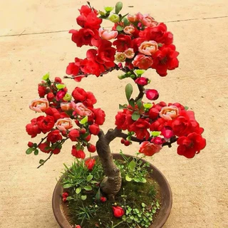 海棠花盆栽树苗重瓣长寿冠盆景老桩绿植庭院植物室内花卉四季好养