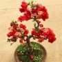长寿植物四季盆栽花卉