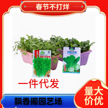 �߲˷N�Ӵ�ȫ�M���ײͻ��һ���ļ��׷N�̨���ԽM���b���˲˷N��