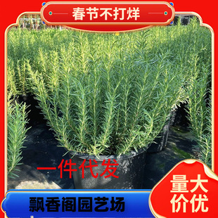 һ�����l�Ե������Ա����_�����K�̨ͥԺ�Nֲ��ʳ�������ͺ�ֲ��