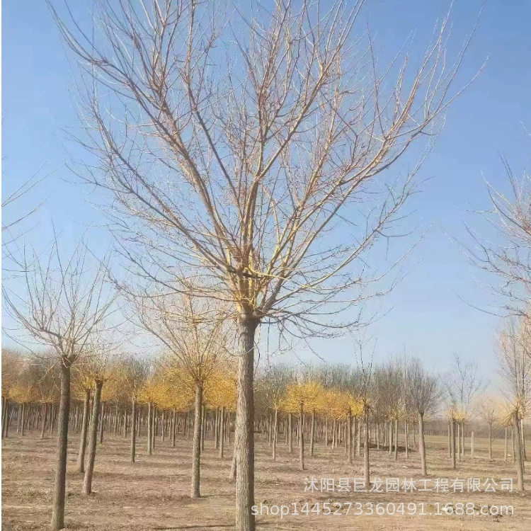 Быстрорастущие саженцы Acacia hupehensis с полными характеристиками Саженцы Acacia hupehensis 8-10-12- 15-25cm Acacia hupehensis