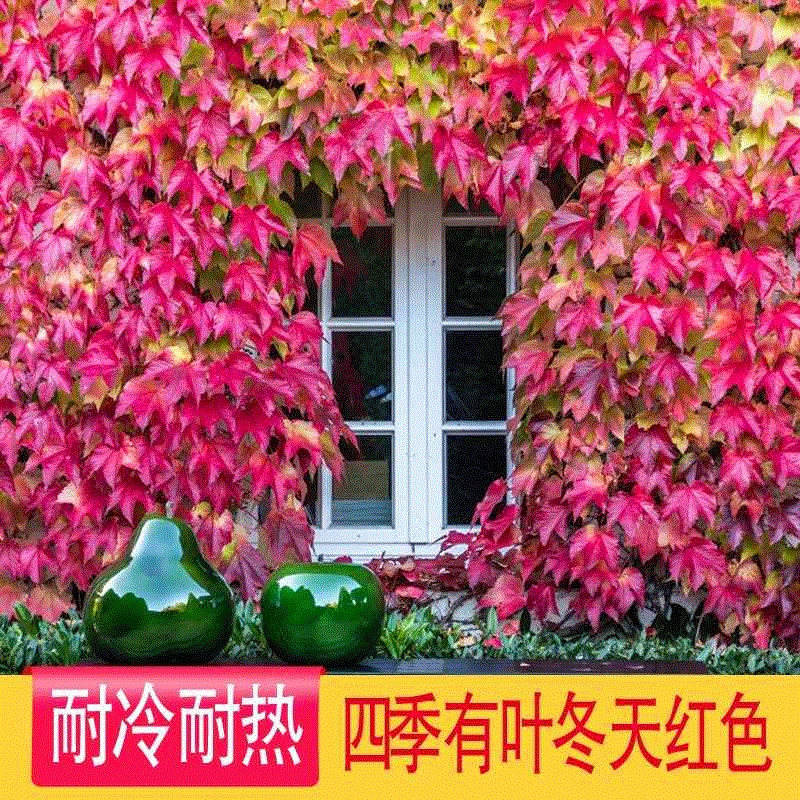 Партеноцисс Лиана рассада вьющаяся лоза растение крытый балкон в горшке Four Seasons открытый вьющийся цветок красный трехлистный Лиана рассада