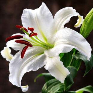 ���l��ˮ�ٺϻ��N�� ��ѿ�ļ��׻�N���ѾGֲ��������ܰٺ�����