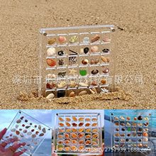 ڬF؛Acrylic Magnetic Seashell Displayؐ