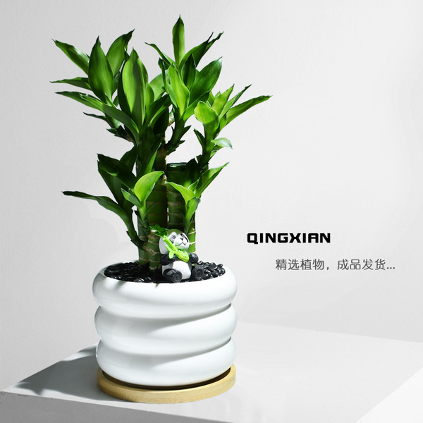 Lucky Bamboo Potted Office Flowers Desktop High Fortune Plants with…