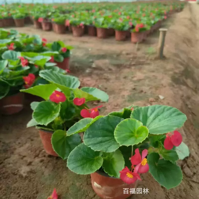 大花海棠四季海棠盆栽苗观花草花花境植物四季常青阳台庭院花卉