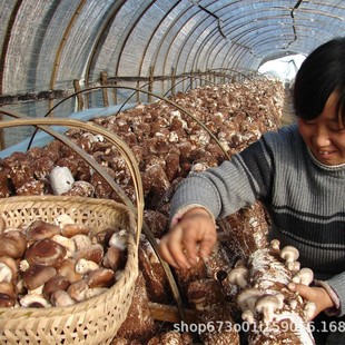 �����㹽 ��乽 ���U�� Ģ�� ���ӹ� ���^�� �y�� ��ľ��ϵ��