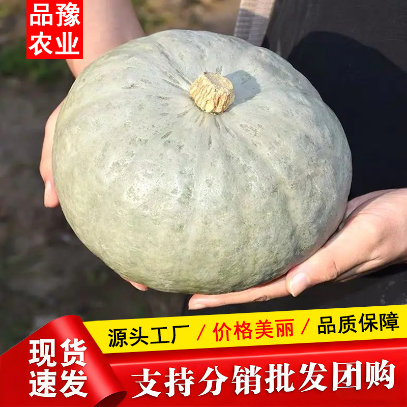 One-Piece Drop-Shipping Xinjiang Silver Chestnut Pumpkin, Silver Baby Pumpkin, Pink, Glutinous, Sweet, Baby Food Supplement, Non-Baby Pumpkin, Fresh Vegetables One-Piece Drop-Shipping Xinjiang Silver Chestnut Pumpkin, Silver Baby Pumpkin, Pink, Glutinous, Sweet, Baby Food Supplement, Non-Baby Pumpkin, Fresh Vegetables