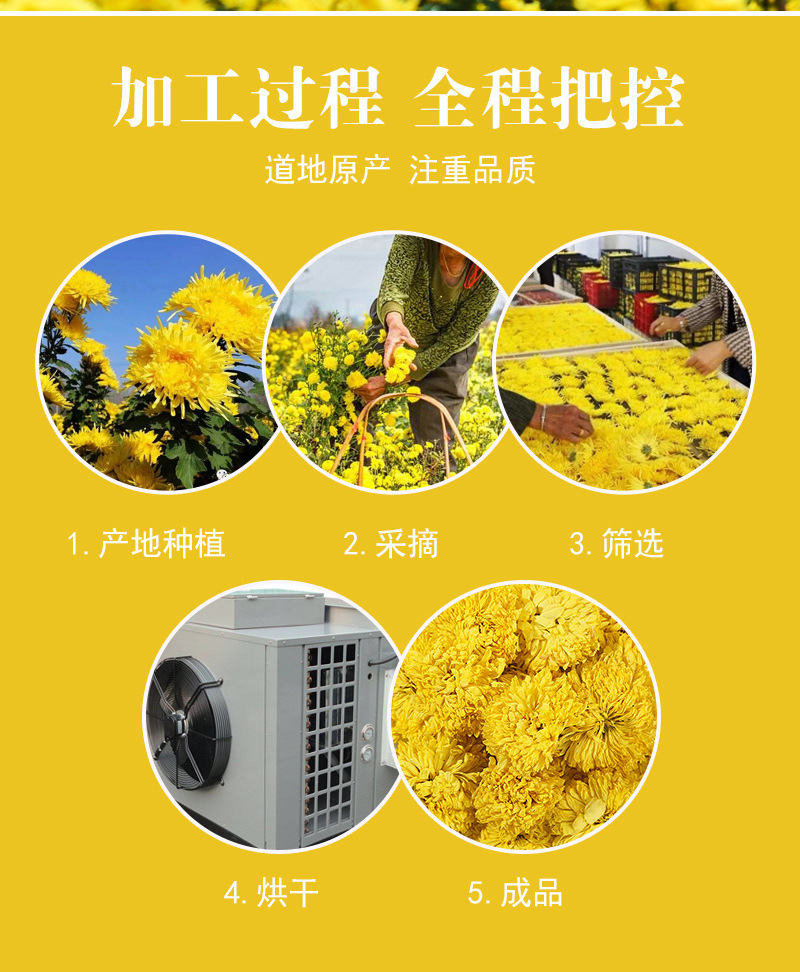 Wuyuan Imperial Chrysanthemum (Chrysanthemum morifolium) — Dried Golden Chrysanthemum Tea, 500g Loose preparation