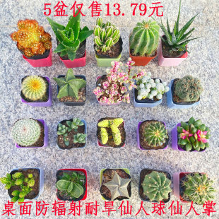 Cactus Radiation-Resistant Plant Succulent Cactus Potted Plant Indoor Office Jade Aloe Vera Multi-Layer Green Plant Potted Plant