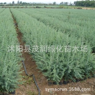 ����ֱ�Nѩ����@�־G���е�����ѩ�ɘ���ѩ��С�糣�G��ľ��ľ