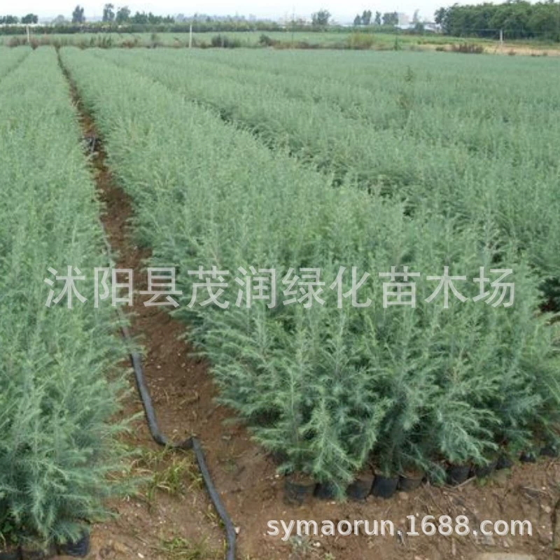 База прямых продаж Саженцы кедра озеленение саженцы уличных деревьев Саженцы кедра Саженцы вечнозеленых деревьев