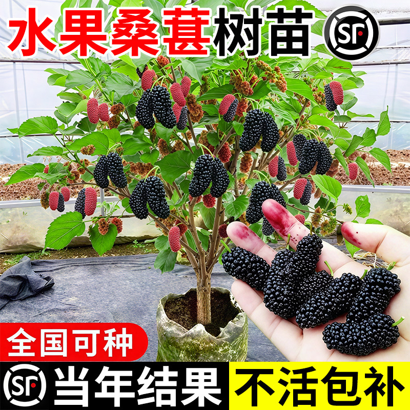 水果桑葚树苗白长果桑椹叶桑树活苗养蚕南北方四季果树果苗大全
