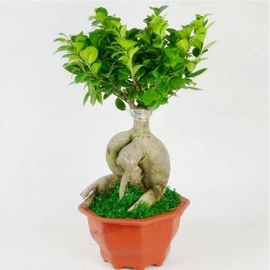 盆栽;灌木;乔木