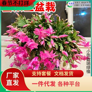 һ�����lзצ�m���Ԏ����������ļ����������҃��̨�^��ֲ���k��