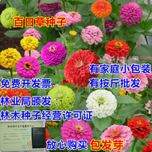 代发易种百日草花种子室外庭院阳台波斯菊格桑花太阳易活花种子籽