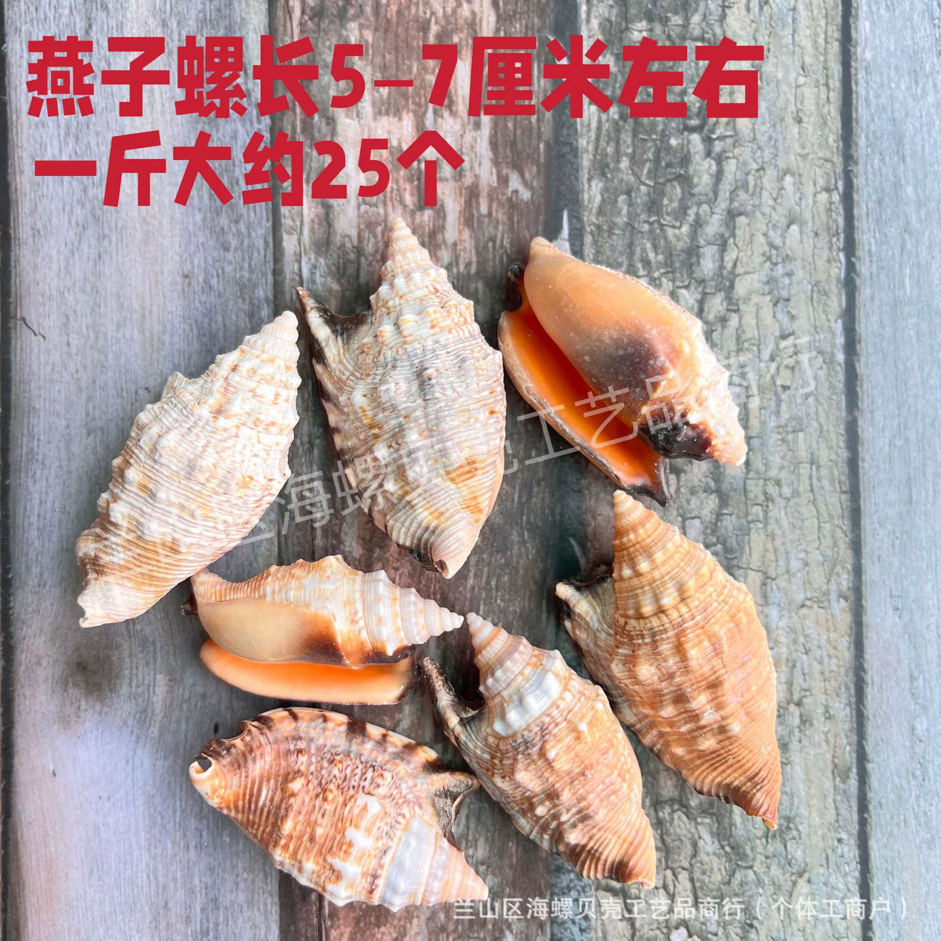 Shell Natural Shell Conch Stars Drifting Bottle Shell Crafts Wholesale Diy Handmade Shell Materials