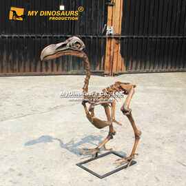仿真动物化石模型仿真渡渡鸟动物骨骼化石骨架来图制作摆件工艺品