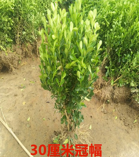 һ�����l��Ƥ�S�����ڏV�|ȸ���S��ܛ֦�ز����͘���Gֲ��ƷС��