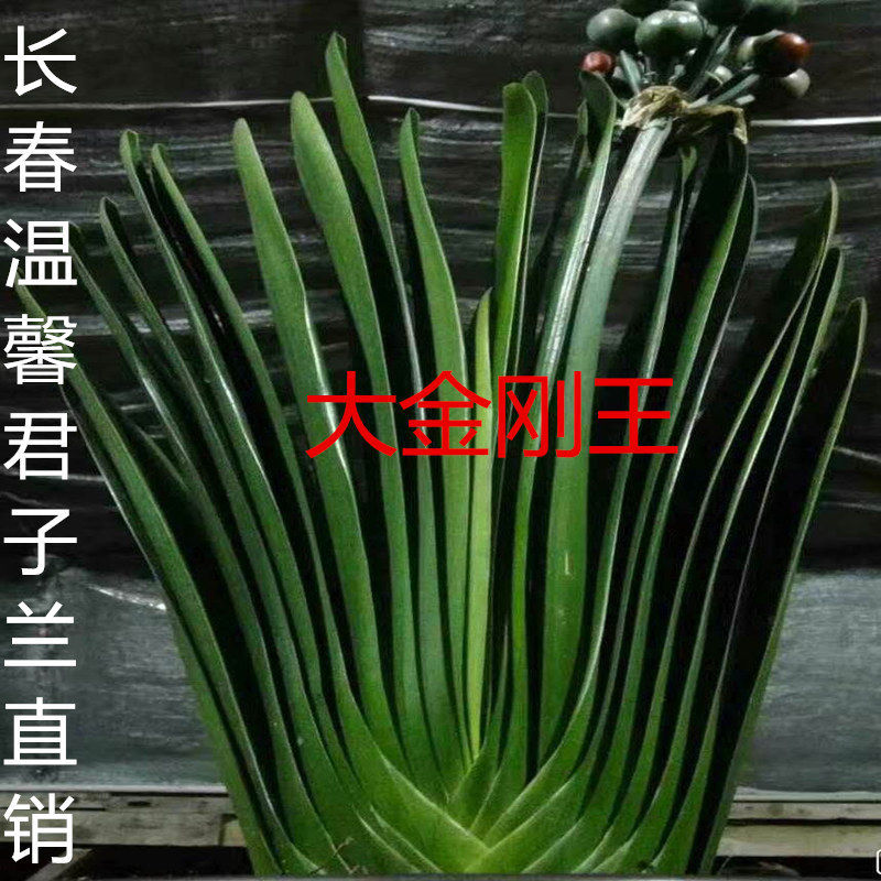 Clivia wholesale Orthodox school Cymbidium Potted plant Strain Round Pock-marked series