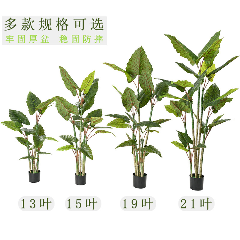 Ins風は緑をまねて虹の芋の木を植えます。|undefined
