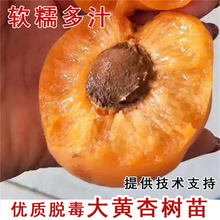 Ә޽ӾͥԺԵԱϷNֲY