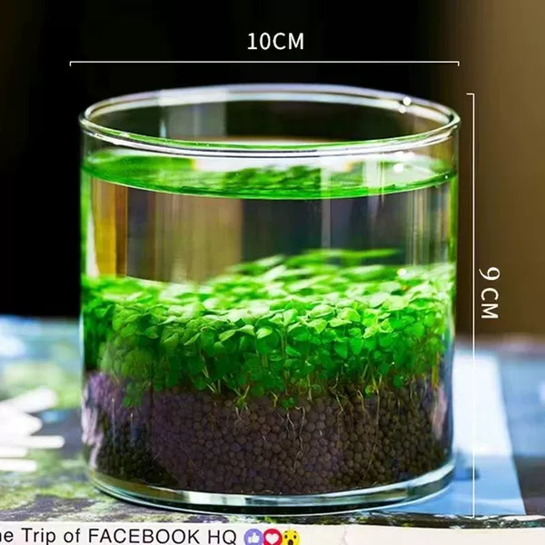 Cylinder cylinder [Gived grass seeds+grass mud+watering pot]