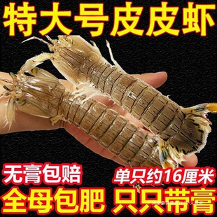 ƤƤ�r�r�������r���r���l���r����ȫĸ�ش�ƤƤ�r���rһ��������