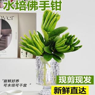 ˮ��ֲ���r�Ў������ָ����r�Fժˮ�����ֹ��҃ȾGֲ���Բ廨�^�p