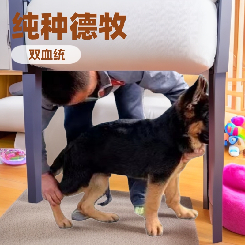 Purebred German Shepherd Puppies for Sale, Live Dual-Breed German Shepherd Working Dogs, Guard Dogs with Pedigree Certificates