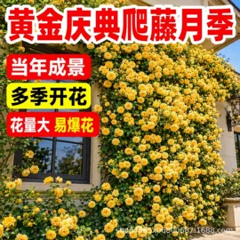 种子;草种子;盆栽