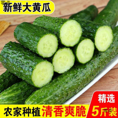 河北省農家の野菜グリーンハートとげのある果物キュウリ新鮮な生のキュウリはシャキシャキしていて美味しいとげのあるキュウリ卸売送料無料